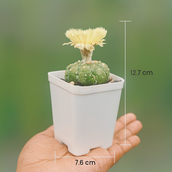 Astrophytum asterias lizard skin R.61