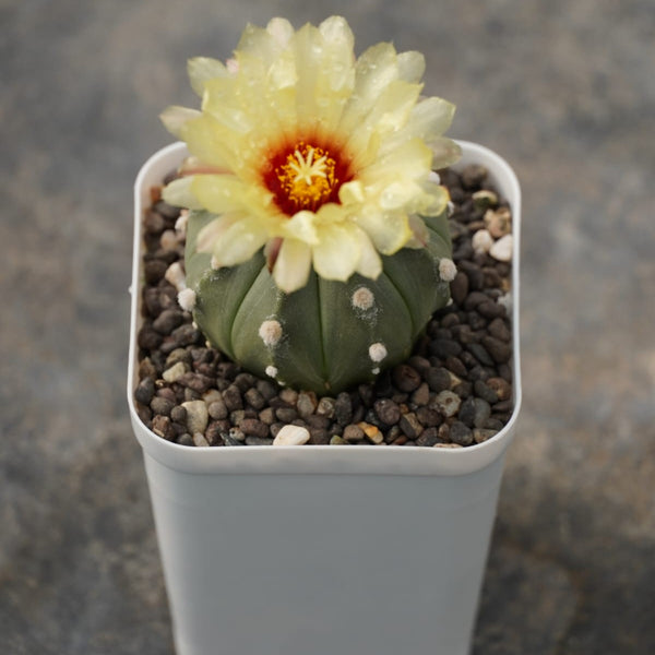 Dome-shaped green Astrophytum Nudum A23 with distinct white dots and ribs.