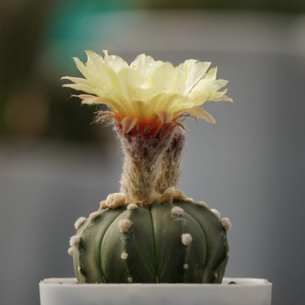 Astrophytum Asterias_cactus_plant- spineless cactus