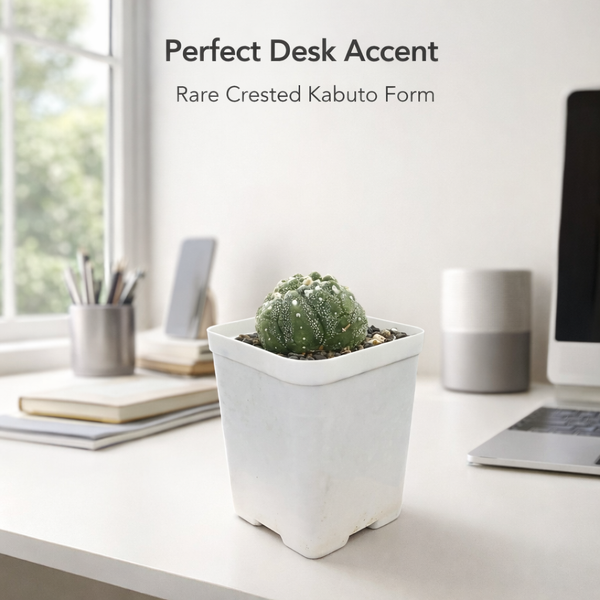 Astrophytum asterias super kabuto Lizard skin cristata