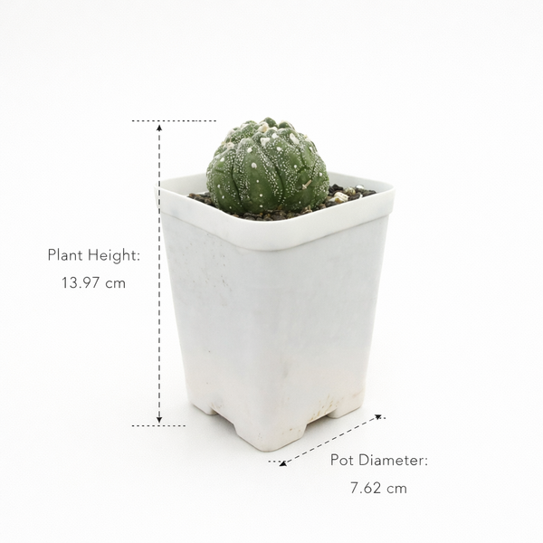 Astrophytum asterias super kabuto Lizard skin cristata