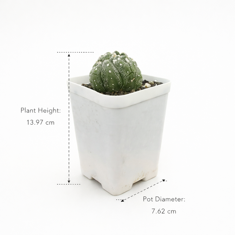 Astrophytum asterias super kabuto Lizard skin cristata