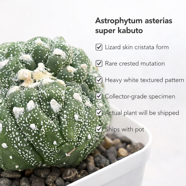 Astrophytum asterias super kabuto Lizard skin cristata