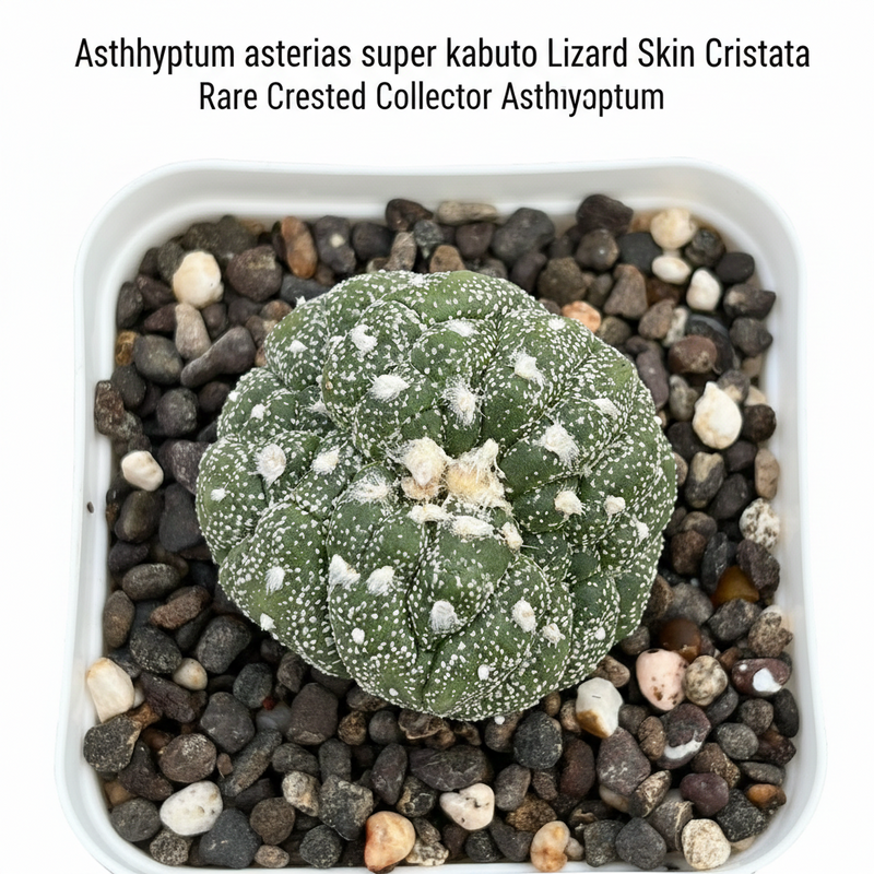 Astrophytum asterias super kabuto Lizard skin cristata