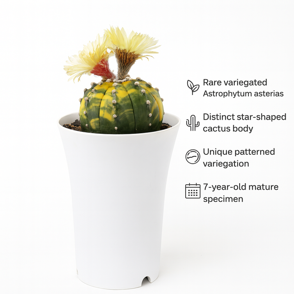 Astrophytum asterias variegated