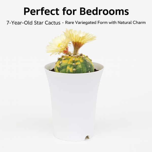 Astrophytum asterias variegated