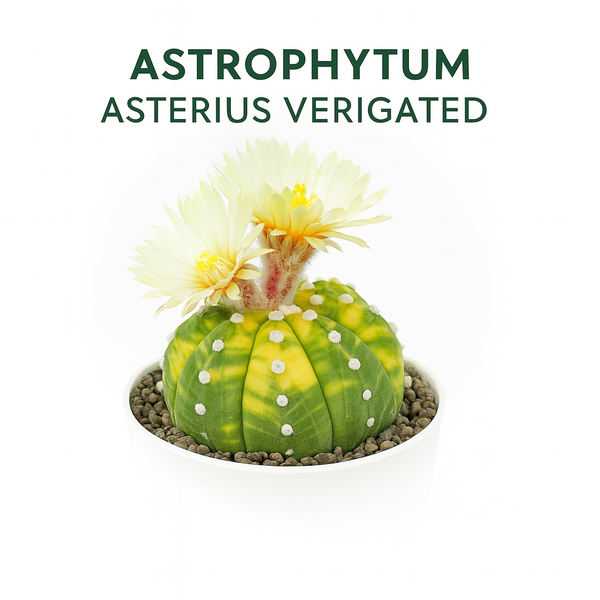 Astrophytum asterias variegated
