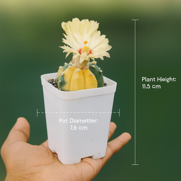 Astrophytum asterias variegated m1