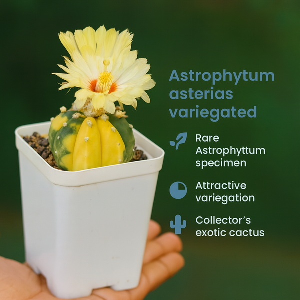 Astrophytum asterias variegated m1