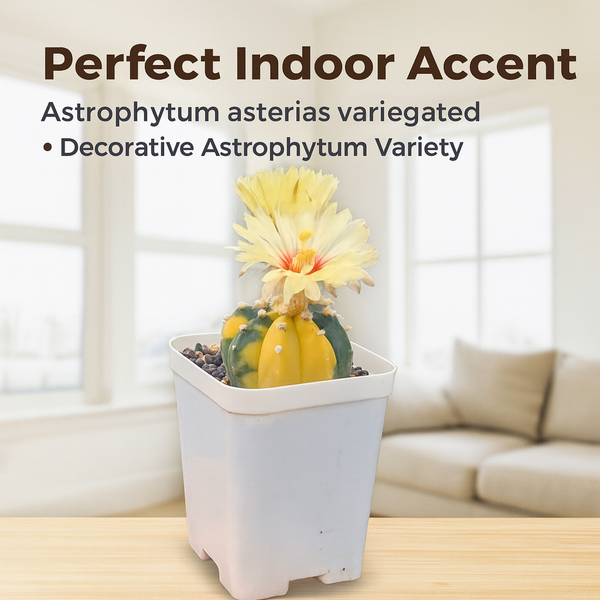 Astrophytum asterias variegated m1