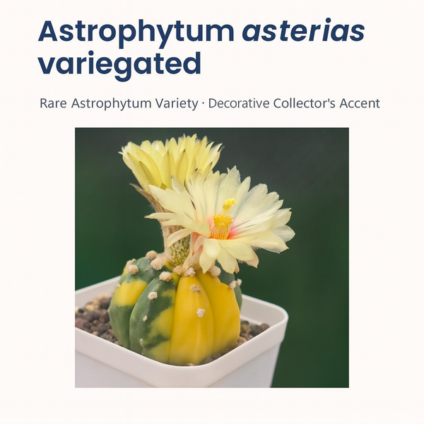 Astrophytum asterias variegated m1