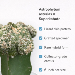 Astrophytum asterias × Superkabuto
