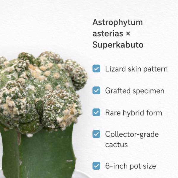 Astrophytum asterias × Superkabuto