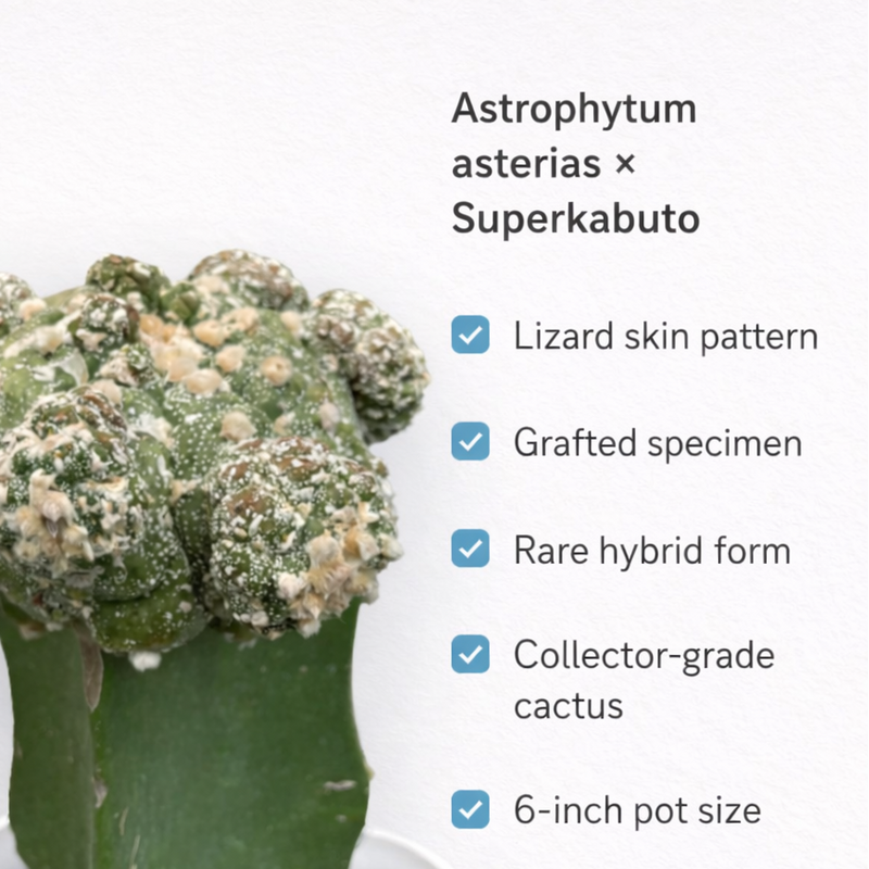 Astrophytum asterias × Superkabuto