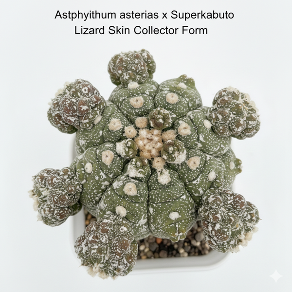 Astrophytum asterias × Superkabuto