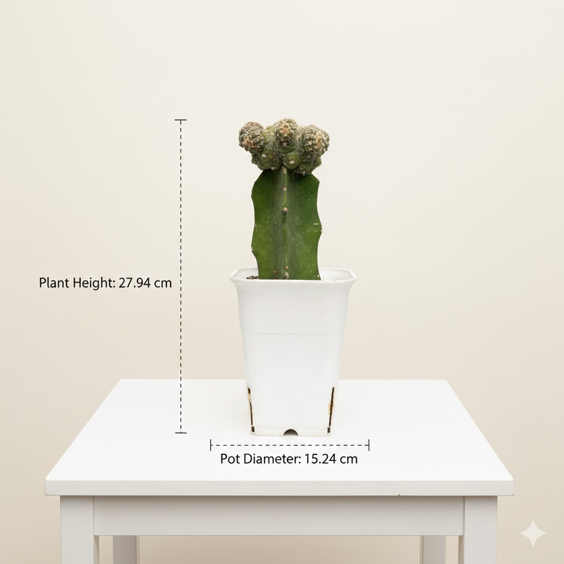 Astrophytum asterias × Superkabuto