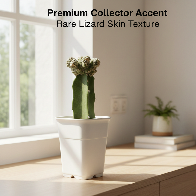 Astrophytum asterias × Superkabuto