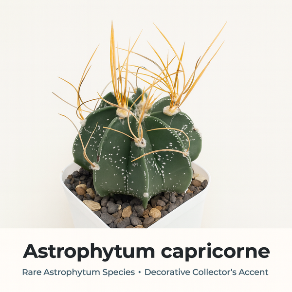 Astrophytum capricorne