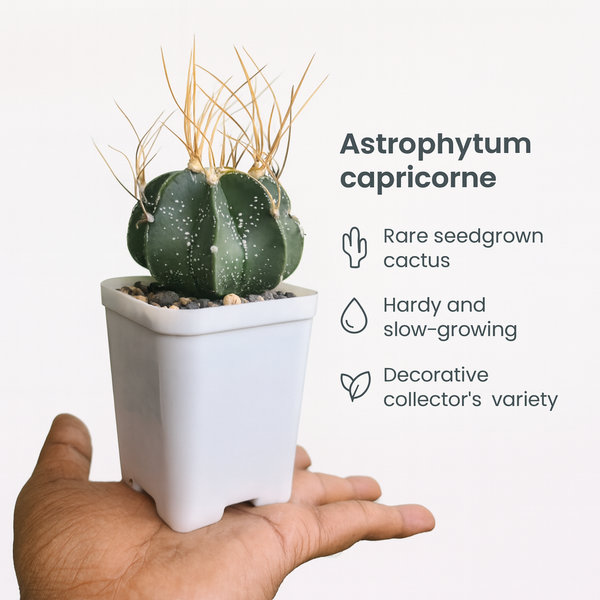 Astrophytum capricorne