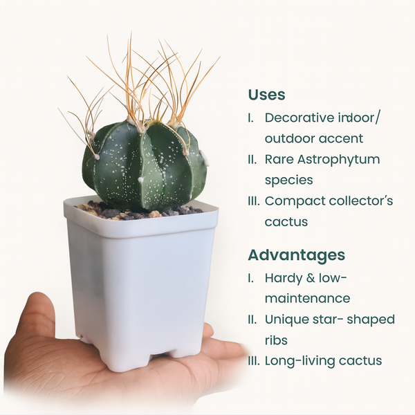 Astrophytum capricorne