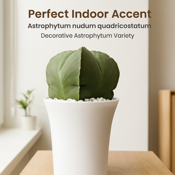 Astrophytum combo of 2