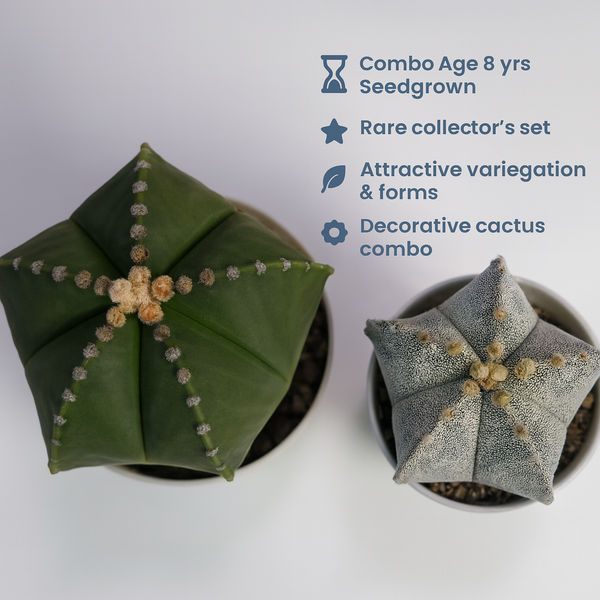 Astrophytum combo of 2