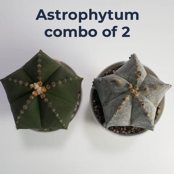 Astrophytum combo of 2