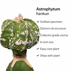Astrophytum hankun