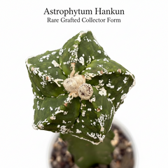 Astrophytum hankun