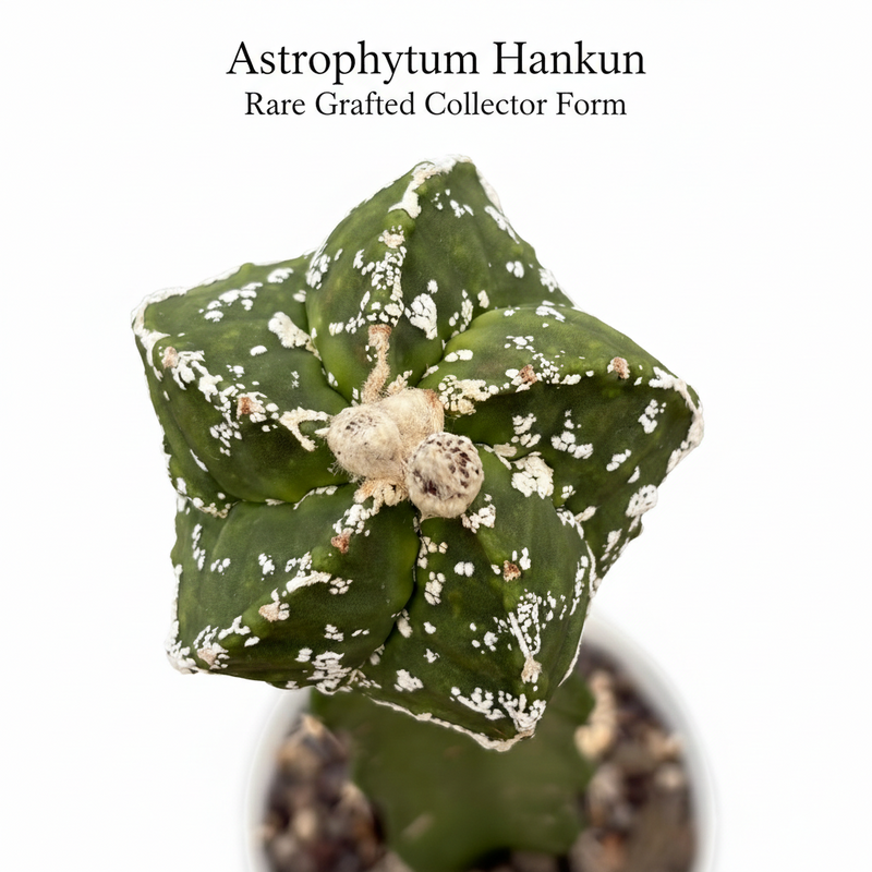 Astrophytum hankun