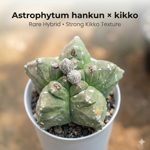 Astrophytum hankun × kikko