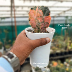 Astrophytum myriostigma variegated