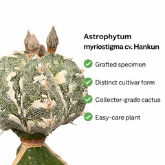 Astrophytum myriostigma cv hankun