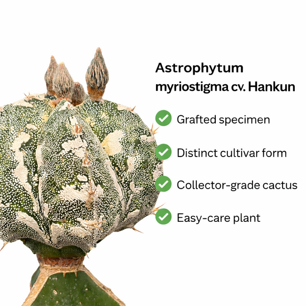 Astrophytum myriostigma cv hankun