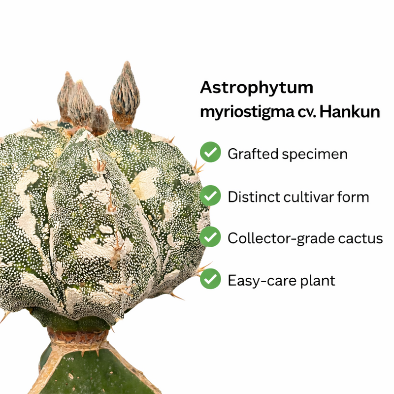 Astrophytum myriostigma cv hankun