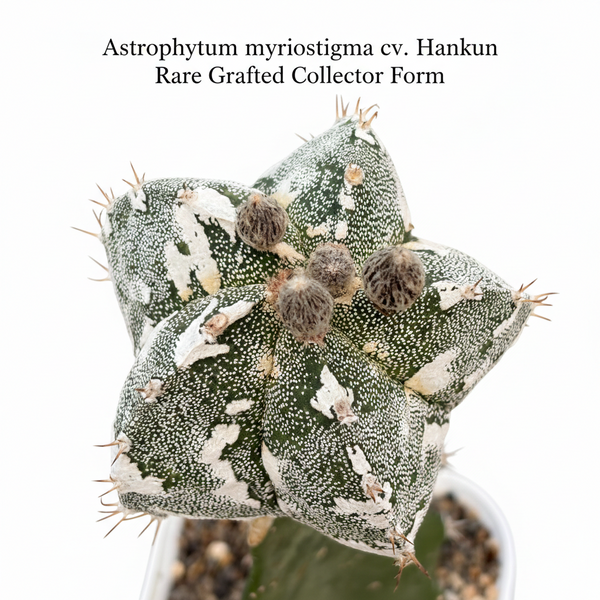 Astrophytum myriostigma cv hankun