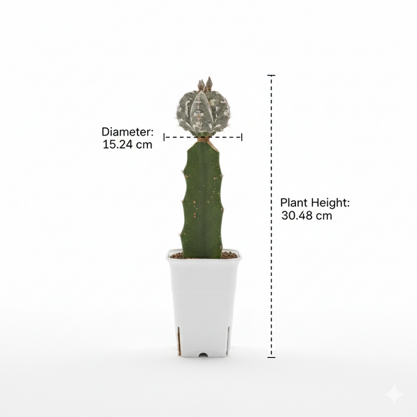 Astrophytum myriostigma cv hankun