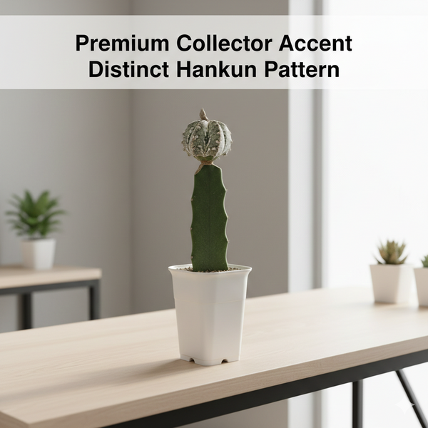 Astrophytum myriostigma cv hankun