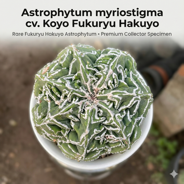 Astrophytum myriostigma cv. Koyo Fukuryu Hakuyo