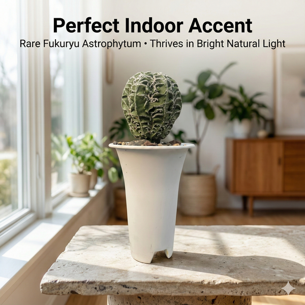 Astrophytum myriostigma cv. Koyo Fukuryu Hakuyo