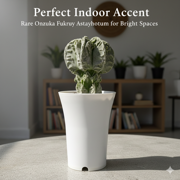 Top view of 4-inch Onzuka Fukuryu specimen showing dense white flecking and extra ribs