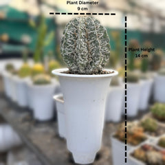 Astrophytum myriostigma cv. Onzuka x Dinosaur