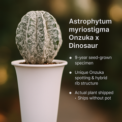 Astrophytum myriostigma cv. Onzuka x Dinosaur