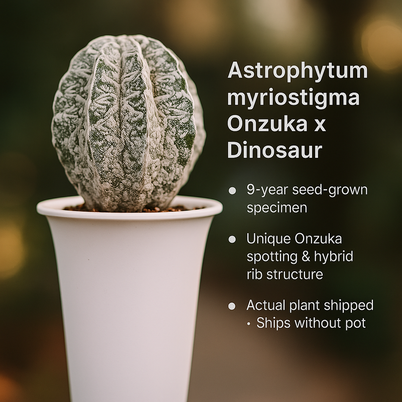 Astrophytum myriostigma cv. Onzuka x Dinosaur