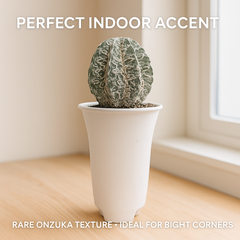 Astrophytum myriostigma cv. Onzuka x Dinosaur