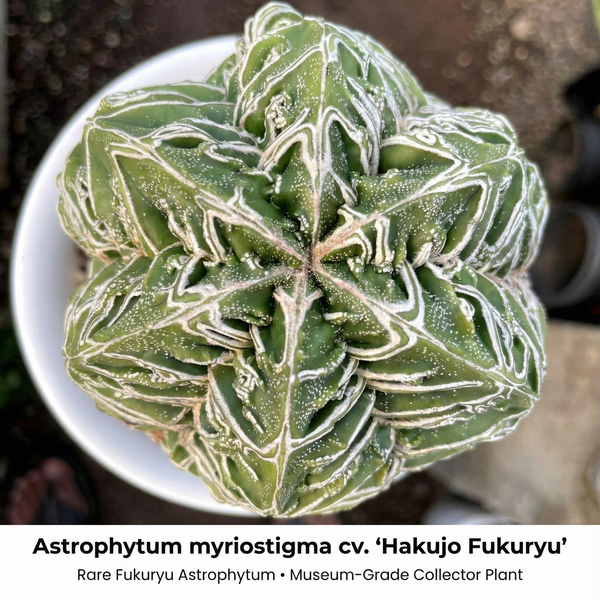 9-Year-Old Rare Astrophytum myriostigma cv. Hakujo Fukuryu Star Cactus - Samarth Cactus Nursery India.