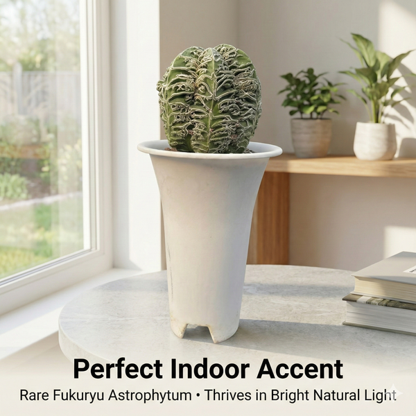 Top view of 5-inch mature Hakujo Fukuryu Astrophytum showing intricate white line patterns and extra ribs.