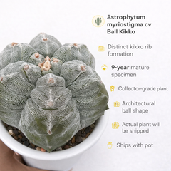 Astrophytum myriostigma cv ball kikko