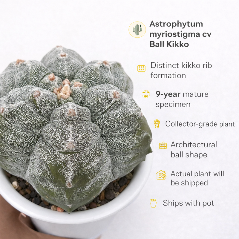 Astrophytum myriostigma cv ball kikko