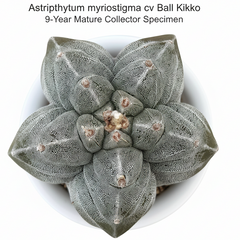 Astrophytum myriostigma cv ball kikko